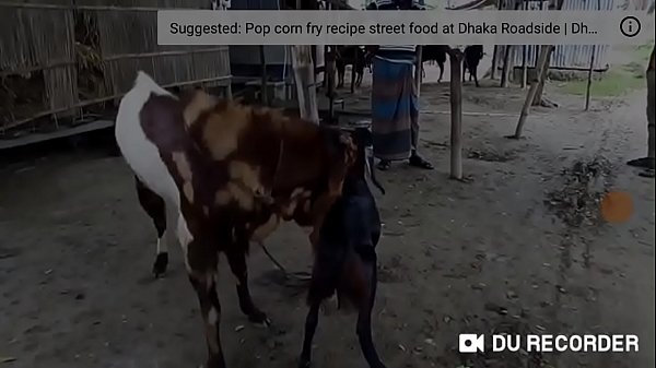 Animal on animal sex in Dhaka